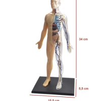 4D MASTER Full Body Human Anatomical Model Lung Stomach Brain Liver Skeleton Blood Vessel Intestine Anatomy Educational Gift