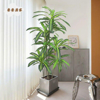 北歐ins風 仿真綠植 紅鐵樹巴西木盆栽假植物盆景室內客廳落地裝飾[DD0329003]