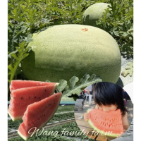 【黑貓嚴選】王家海派農場★特級★花蓮大西瓜(15.6kg±5%/顆)