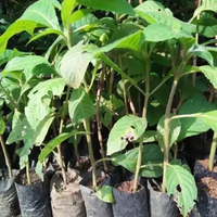 emat - Isi 3 - Bibit Tanaman Trichantera gigantea - Sumber Hijauan Pakan Ternak