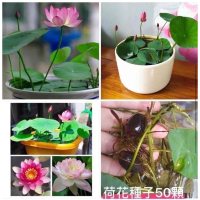 現貨-超夯四季荷花碗蓮種子 50顆(下單即送蓮花種植指南乙份)