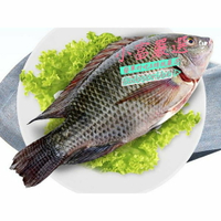【小富嚴選】鯛魚鱸魚土魠類-台灣鯛吳郭魚整尾一件尾上下(三去的喔)特價元 另有台灣鯛魚片/