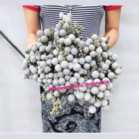DRIED SILVERBRUNIA HARGA DISTRIBUTOR