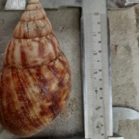 Cangkang Bekicot Snail Shell Hiasan Dekoratif Cocok untuk Dekorasi Tersedia Sekarang