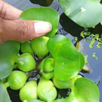 Paket Hemat 10 Batang Bibit Tanaman Air Eceng Gondok untuk Taman dan Kolam Rumah Harga Murah Meriah