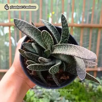 Gasteria Carinata var. Verrucosa | Kaktus Sukulen Tanaman Hias Unik – Koleksi Gasteria M | Multihead