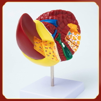 人體肝臟模型器官結構學校講解教學教具醫院用內臟解剖演示模塊