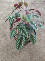 Tanaman hias gantung sirih kraton rimbun / sirih keraton