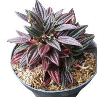 tanema peperomia rosso/ taneman murah