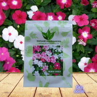 100 BUTIR BENIH BUNGA VINCA IMPORT
