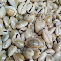 Kerang Kuwuk Asli Untuk Permainan Congklak Asli Bukan Plastik