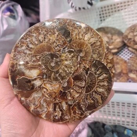 12-13cm Beautiful Ammonite Fossil Slice Plate MADAGASCAR FOSSIL SPECIMEN HEALING Fashion Home Decoration +bracket