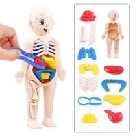 DIY Assembly 4D Puzzle Human Body Anatomy Anatomical Model to Learn Assembled Organ Didactic Toy for Children 9 to 14 Year 10 Yr