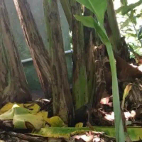 Anak Pokok Pisang Abu ( Cooking Banana) Buah Buahan Fruits Live Plant [WEST MALAYSIA ONLY]Fruits Kin