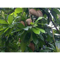 DI BANTING produc bibit tanaman buah mamey sapote bisa COD