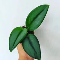 Scindapsus Treubii Moonlight | Tanaman Hias Indoor