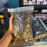 MAGGOT KERING BSF 250gr / dry maggot kualitas / pakan maggot BSF 250gr