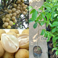 Bibit Duku Super Berkualitas Unggul RT.1 Tanaman Buah Unggulan untuk Taman Rumah Anda