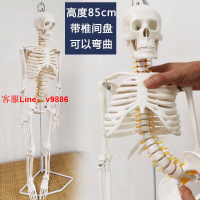 【最低價】【公司貨】仿真全身人體骨骼模型可拆卸彎曲小白骷髏骨架醫用瑜伽正骨疼痛科