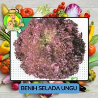 Jenis Benih Sayuran Selada Benih Sayuran Import Selada Ungu
