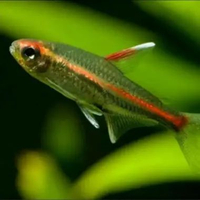 Ikan neon api tetra - ikan hias glowlight tetra hiasan akuarium aquascape