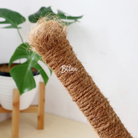 Turus Tanaman Rambatan Tanaman Peyangga Sultan Monstera King-Handcraft