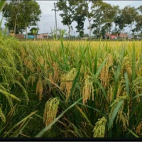 BENIH PADI CIHERANG BERUANG KEMASAN 1KG Daun Tanaman Putih Kuning Hijau