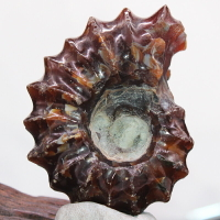 天然水晶原石玉化螺海螺羊角螺古生物化石擺件標本礦物奇石