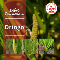 Bibit Tanaman Dringo Berkualitas No. 1
