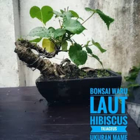 Bonsai Waru Laut Hibiscus Tiliaceus Mini Mame Antik Unik
