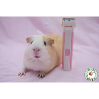 噗啾草坊🐹 現貨 專業寵物電剪 剃刀 小粉紅 推薦必備 天竺鼠 兔子 蜜袋鼯 修整局部適用