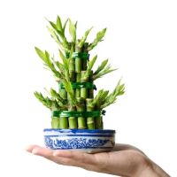 bambu hoki / bambu rezeki