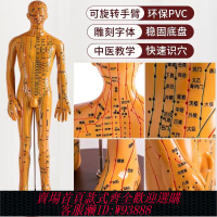穴位模型 【一周內1300+人拼單】針灸穴位人體模型人中醫十二經絡圖全身扎針醫用經絡穴位小皮人模
