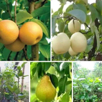 Bibit buah pir hasil cangkok
