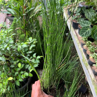 Tanaman Bambu Air Lidi - Pohon Bambu Air Lidi