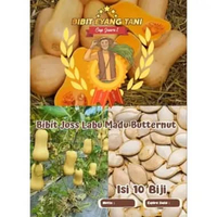 Bibit Joss Labu Madu Butternut | Bibit Labu Waltham Butternut Squash