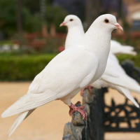 Merpati Hias Putih Jambul Full Cocok Untuk Jantan Dan Betina Ideal Untuk Rumahan Dan Pecinta Olahrag