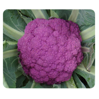 【蔬菜工坊】B13.紫花椰菜種子40顆