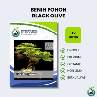 Biji Benih Bonsai Pohon Bucida Spinosa | Black Olive | Zaitun Hitam (Superior Seeds)
