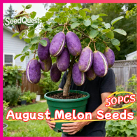 100% Legit 50pcs Sweet August Melon Seeds for Planting Fruits Plants Real August Melon Fruit Bearing