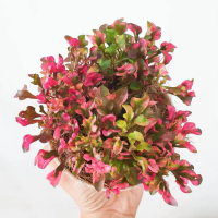 Tanaman hias Portulaca Oleracea Krokot Merah - Krokot Merah