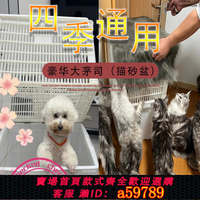【台灣公司 可打統編】【4135人收藏】網紅自制貓砂盆不漏帶砂超大空間某書爆款推薦塑料筐鏤空漏砂箱子