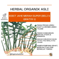 Rajaherbal12 BIBIT JAHE MERAH EMPRIT GAJAH BATANGAN RIMPANG UNGGUL SIAP TANAM VARIAN TERSEDIA JAHE M