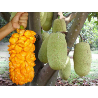 Bibit nangka cempedak / cempedak cepat berbuah