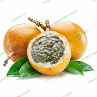 Bibit Tanaman Buah Markisa Super Unggul, Bibit Markisa bisa COD