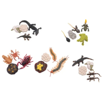 21 PCS Simulation Animals Growth Cycle Scorpion Centipede Frog Crocodile Life Cycle Models Figures Educational Kids Toys-Drop Sh