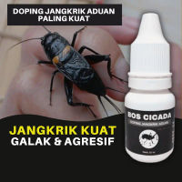 Doping Jangkrik Aduan Petarung Bos Cicada Paling Kuat Untuk Menambah Stamina Dan Menguatkan Otot Rah
