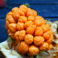Bibit nangka cempedak super