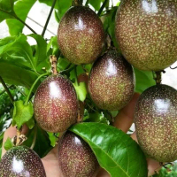 bibit buah markisa siap tanam cepat berbuah