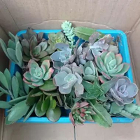 Succulent Mix – Paket Sukulen Mini | Kaktus Sukulen Tanaman Hias Unik – Koleksi Sukulen 20 pcs